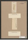 Heteromphala binodis Ehr. (de-Toni-Nr.: Genus 85, Species 2950) Zeichnungen Sammlung Grunow Nr. 5958 (NHMW-BOT-W0374436)